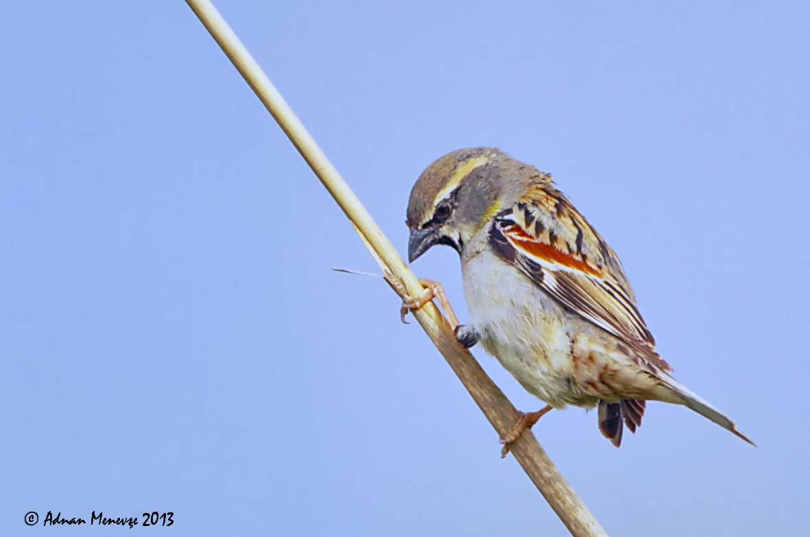 Dead Sea Sparrow